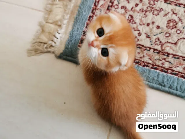 1800 لفترة محدودة شانشيلا وبريتش مستوى ودم نقي pure Scottish Fold Golden chinchilla and British