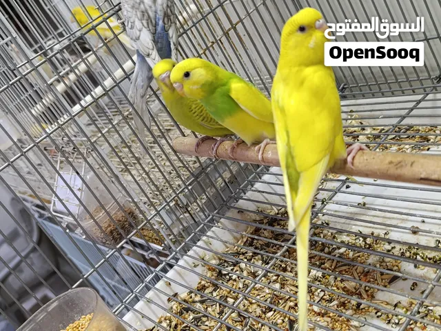 4فراخ طيور حب الوان حلوه حجم ضخم .