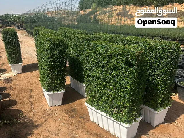 Ehretia plants all shape available