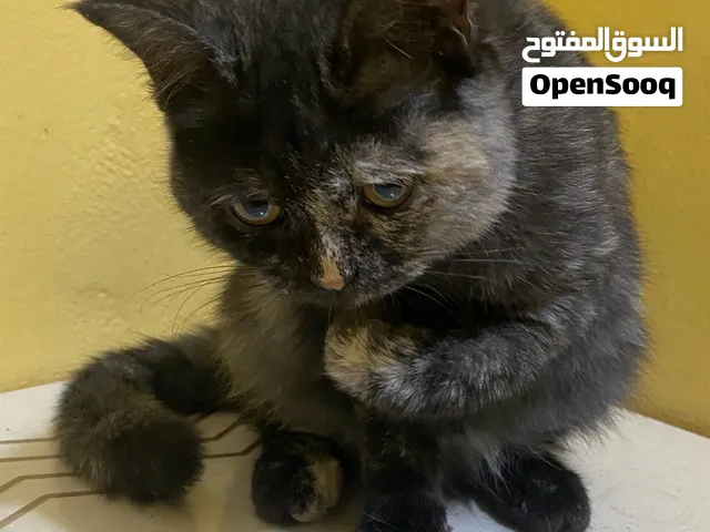 قط للبيع بحاله صحيه جيده