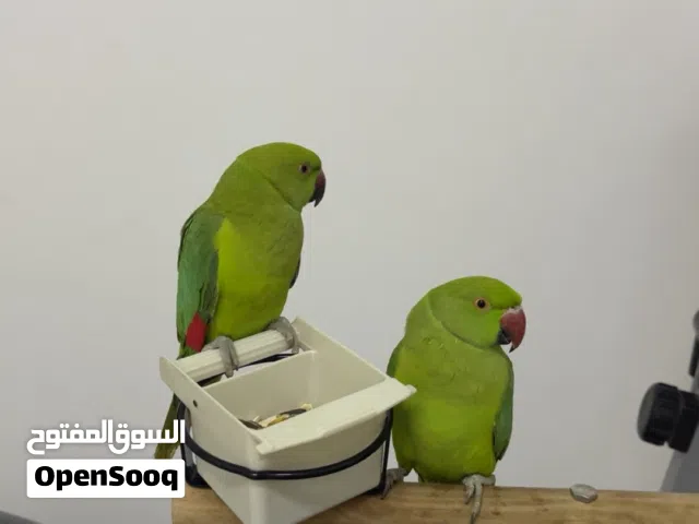 حبتين ببغاء دره ب 400 درهم