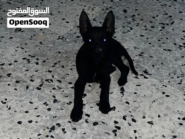 كلب مالينوا مكسيكي ربي يبارك