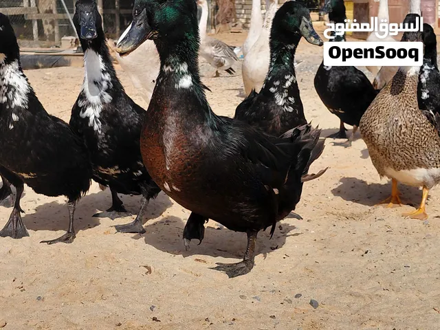 بط كايوغا زينه