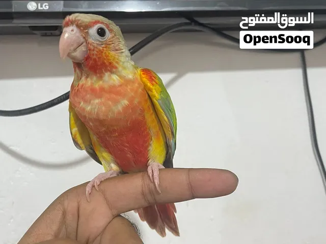بينابول دبل فكتور اليف