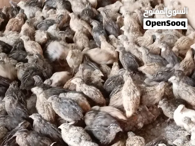 متوفر سمان 100طير 20 ريال