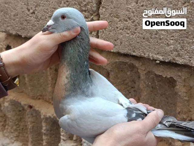 متاح جوز ريحاني مع سكري  جوز اشتغل  عندي مره واحده فقط سكان الرصيفه الجنوبي