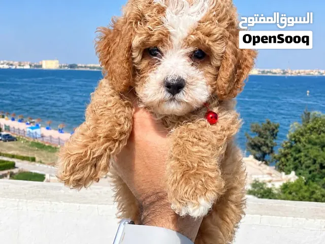 توي بودل 45 يوم بنت