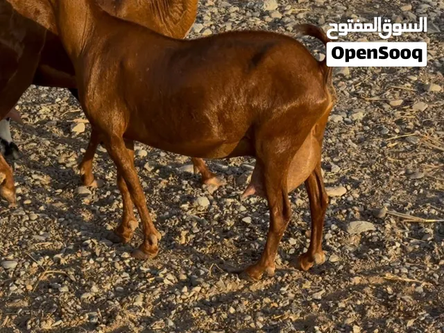 غنم دبسيات من الحلال الصلالي الحجم الكبير لبيور جلحات اقرء التفاصيل
