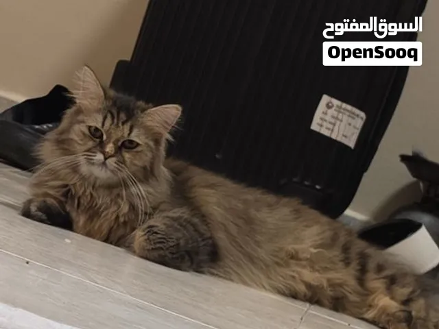 قطه سايبيريه للبيع 65 ريال