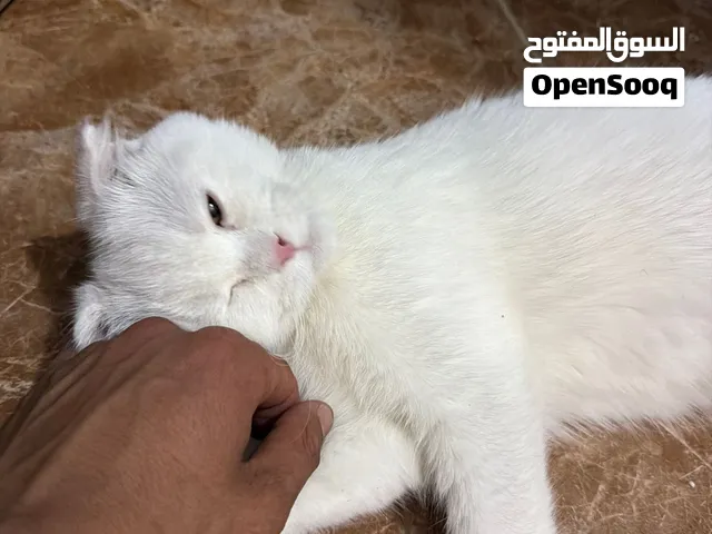 سكوتش فولد