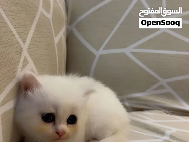 قطه عمره شهرين