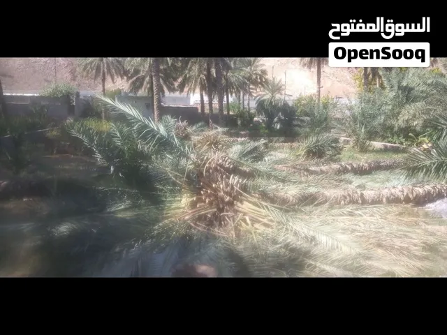 قص نخيل العوابي والرستاق