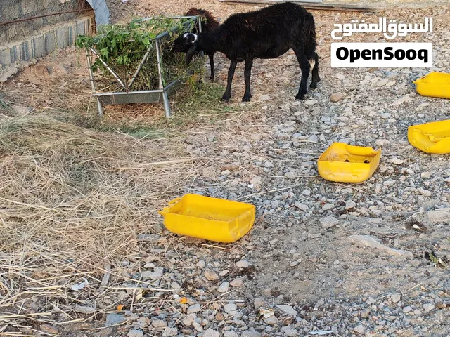للبيع جاعده وكبش أو البدل بتيس