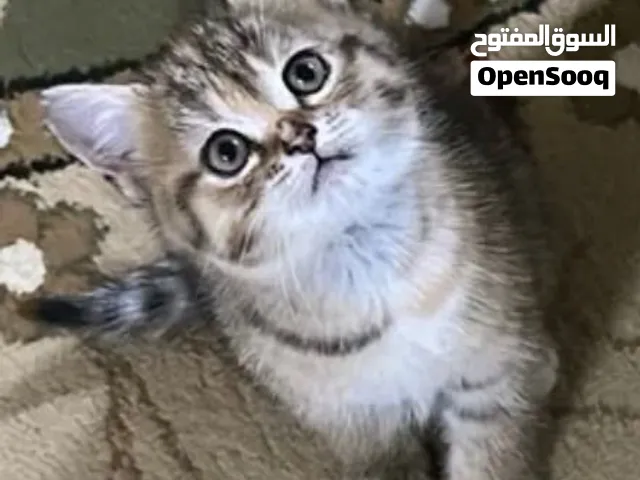 قطه برتش للبيع