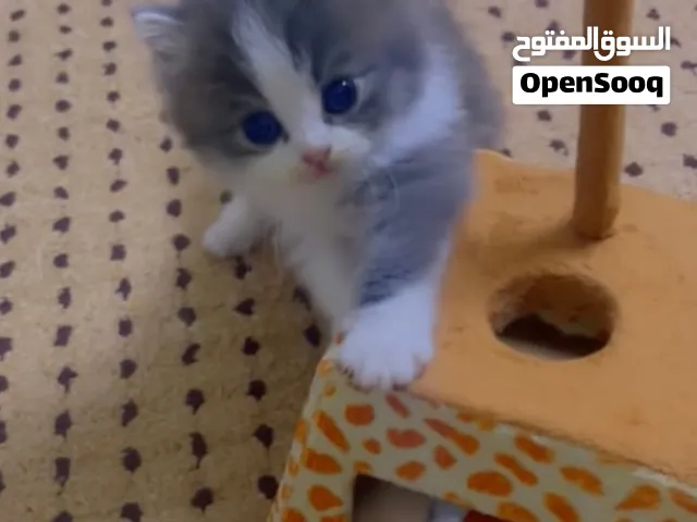 شيرازي بريتش الباندا
