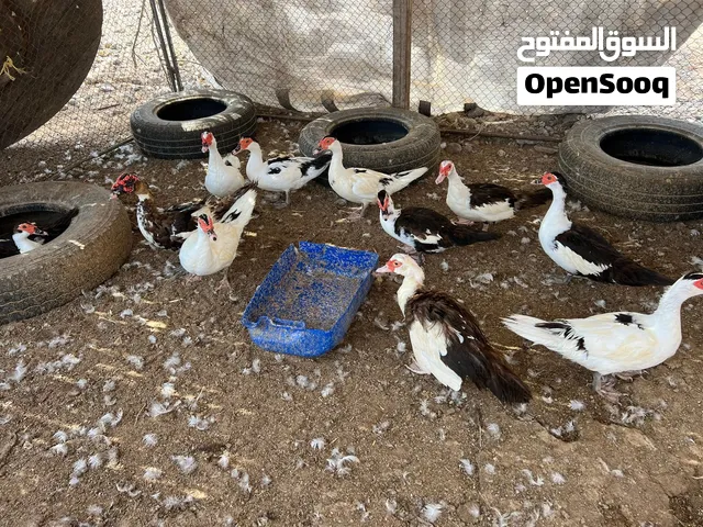 بط ماشاءالله