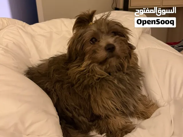 Russian puppy dog (Maltese / Havanese )