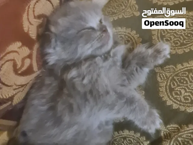 سكوتش فولد وستريت للبيع ( scottish fold and stight for sell )