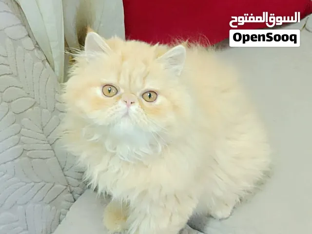 بنوته بيرشن ريد للبيع