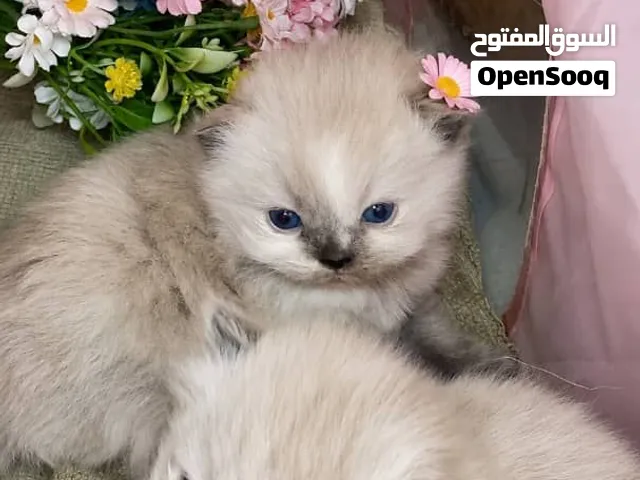 قطط لي مشاء الله تبارك الله قطط لي بيع يوجود خدمات توصل