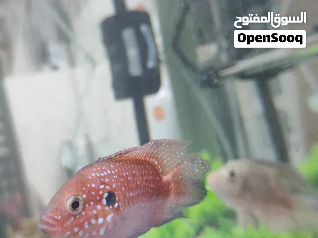 اسماك زينة عدد 4 زوجين