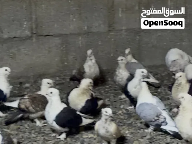 حب الرمان للبيع