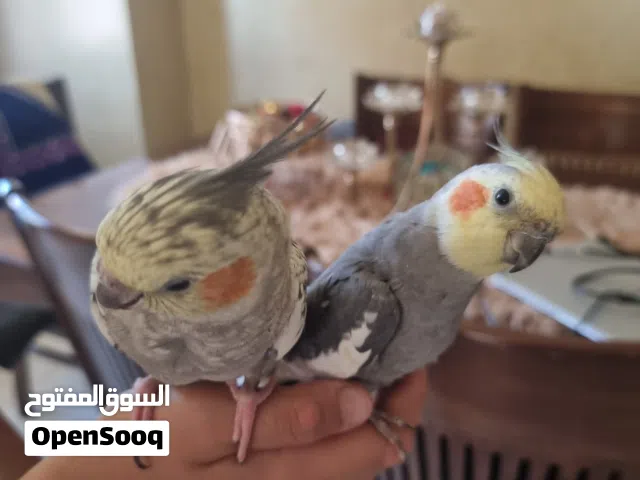 طيور كوكتيل للبيع