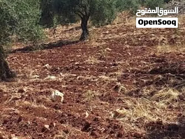 عندك حاكورة فاضية؟  حولين بيتك بدها تنضيف وفيه عشب؟ بدك تزرعها وتخليها ترد الروح؟  أنا جاهز لخدمتك: