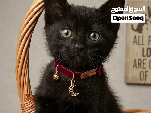 Rare Beauty Kitten