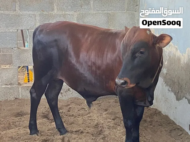 ثور للبيع ما عليه كلام الثور هادي ومطعم  تعال افحص الثور قابل التفاوض شي بسيط