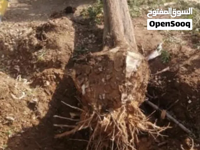عامل تقطيع حطب  و تشليخ حطب