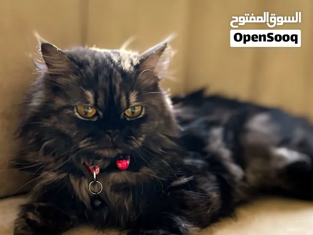 قطه نوعها بيبي فيس