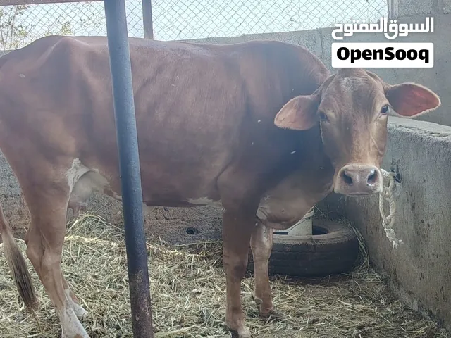 بقره حليب جيرسي جمه الوصف مهم جدا