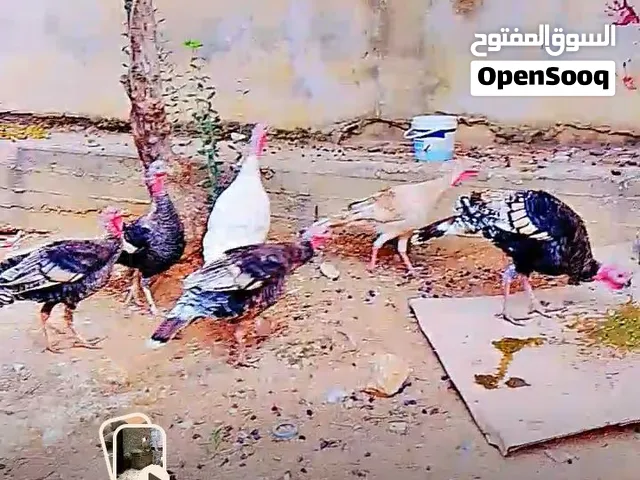 5 حبشات اناثي معهم ديك رومي بسعر مغري