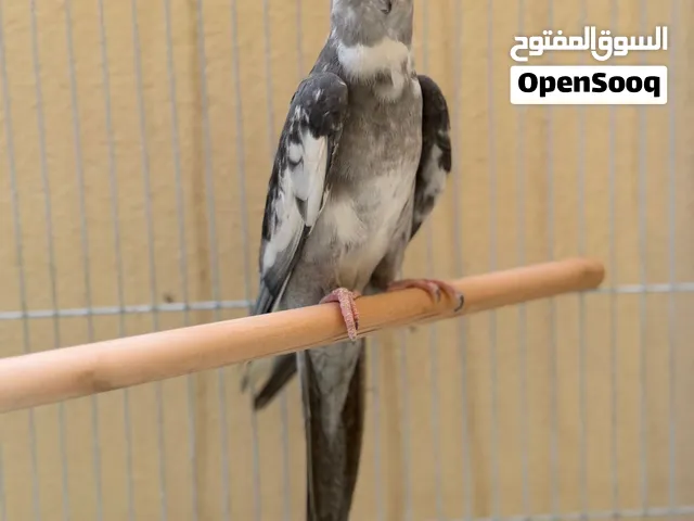 للبيع ذكر كوكتيل جاهز للانتاج غير اليف