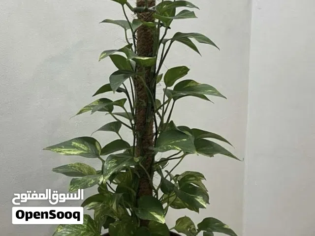 نبته البوتس المتعلقه داخليه و خارجيه