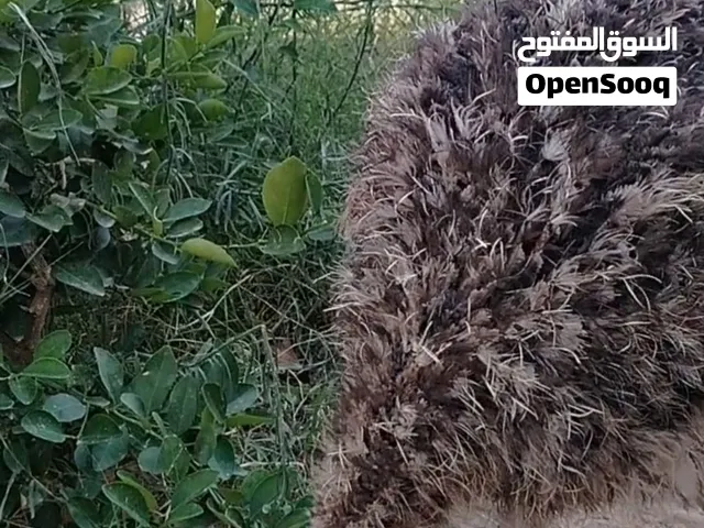 بسم الله الرحمن الرحيم ا نعامه للبيع
