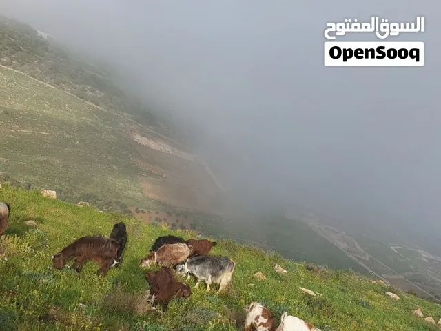 ست عنزات البيع او البدل على بكيره  وصاحب الزود بنزاد