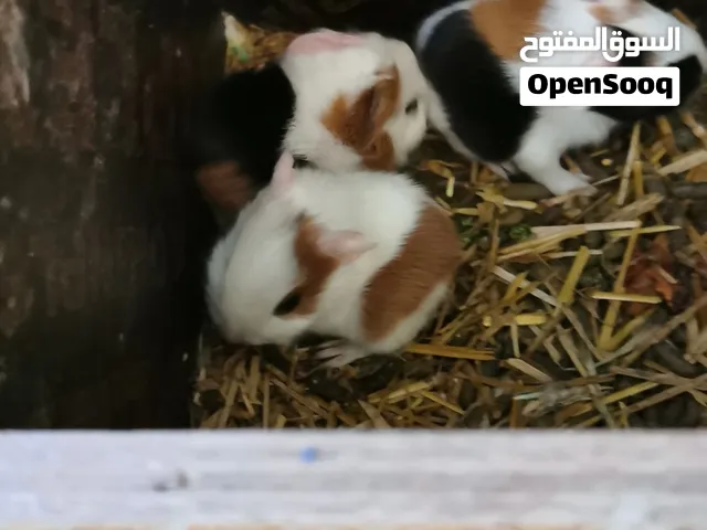 مطلوووووب هامستر غيني ازواج