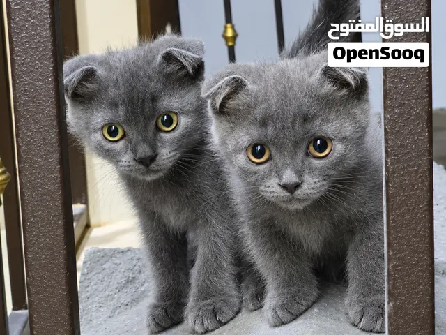 ذكر وانثى سكوتش صغار