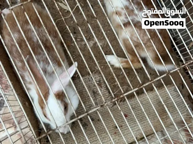 للبيع ارانب ذكر وانثى