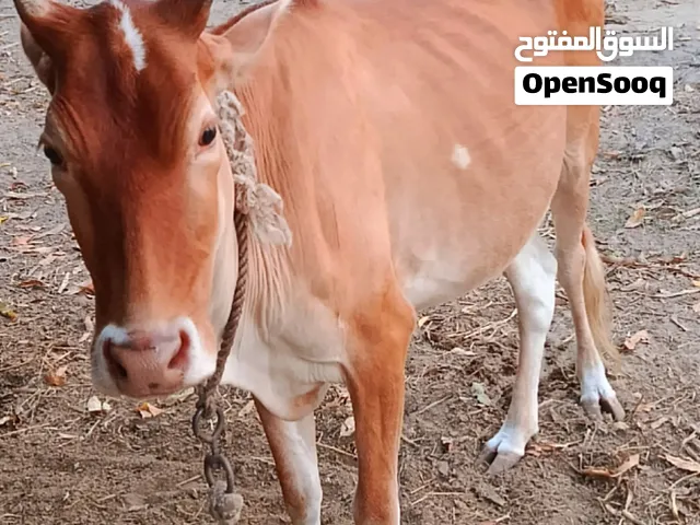 عجله للبيع