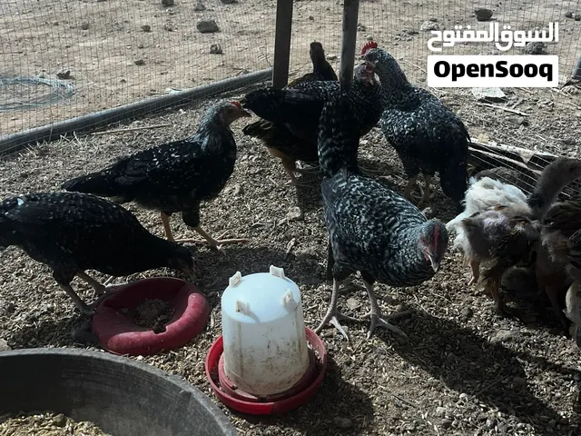 صيصان للبيع