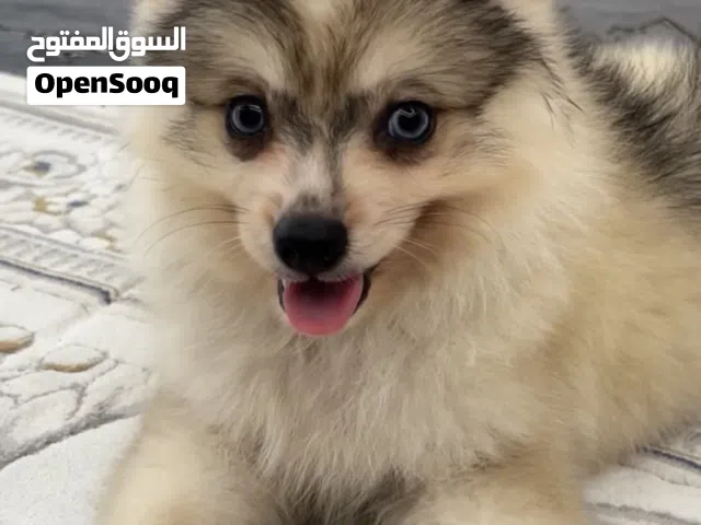 بومسكي 3 شهور حجم ميني  Pomisky puppie 3 months old - toy size playful and affectionate