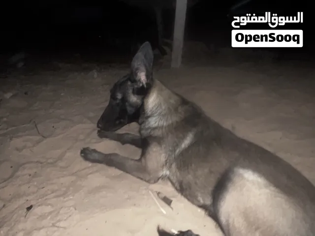 جرو مالينوا عمر 4 شهور ناشط ويستجيب حاجة نضيفه وربي يبارك تبديل او بيع