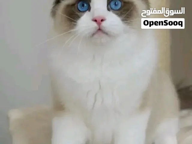 kittens for  sale