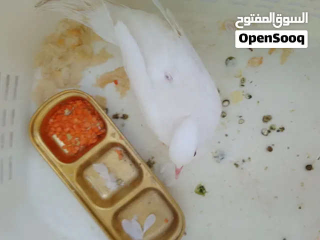 عمامه الراعبي