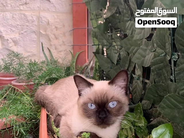 قط همالايا سيل بوينت بلون مميز