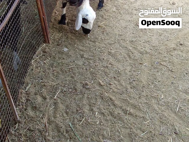 البيع كبش عماني فول سمنه ماشاء الله