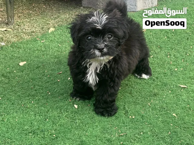 Maltipoo  puppy